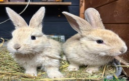 Mini Lop rabbits for sale: 2 baby giant mix rabbits - Image 2