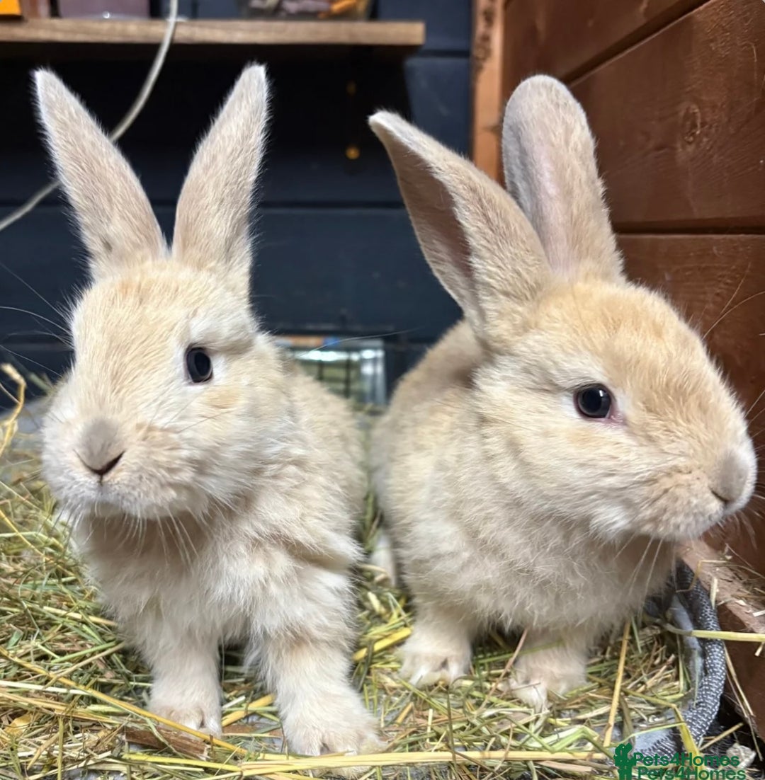 Mini Lop rabbits for sale: 2 baby giant mix rabbits - Image 2