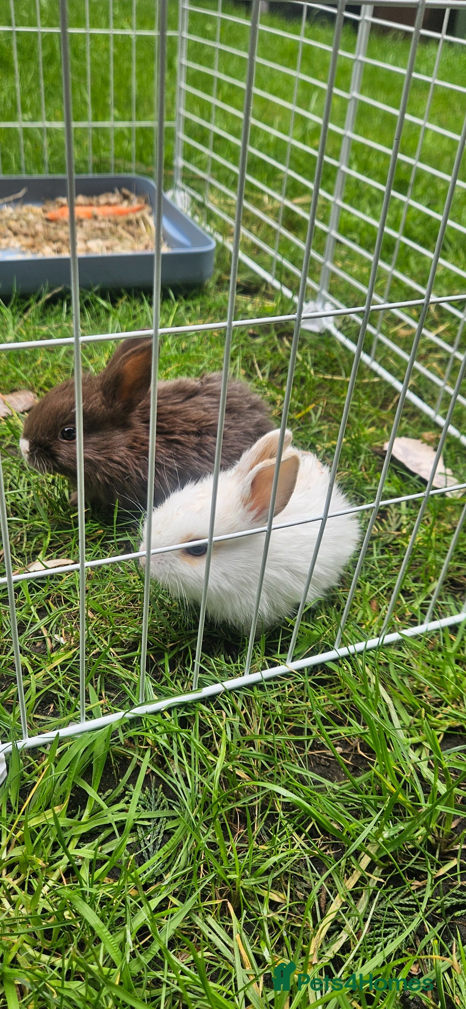 Mixed Breed rabbits for sale: They are mix rex and Dutch  - Advert 2