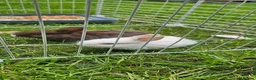 Mixed Breed rabbits for sale: They are mix rex and Dutch  - Advert 2