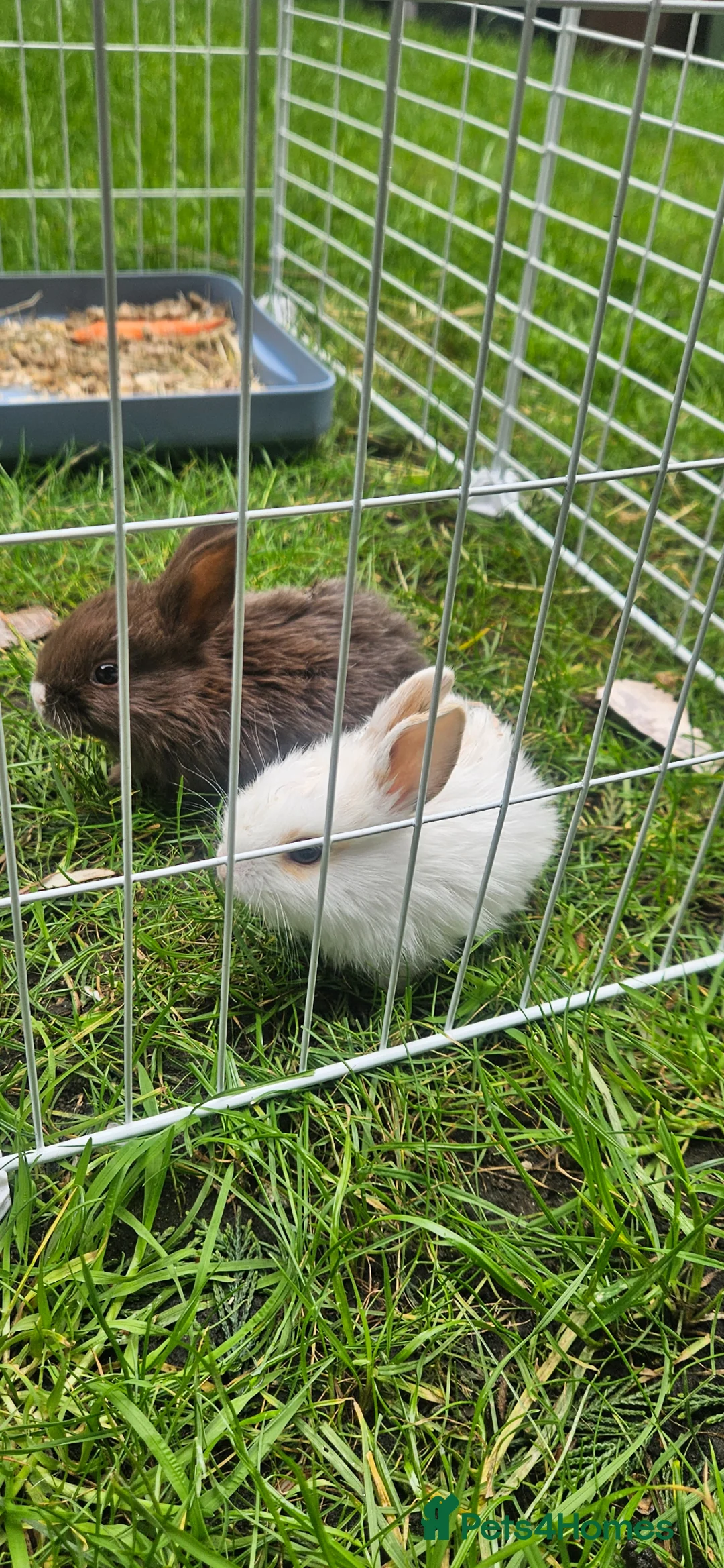 Mixed Breed rabbits for sale: They are mix rex and Dutch  - Advert 2
