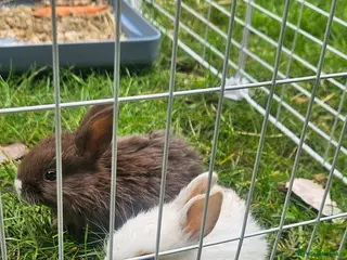 Mixed Breed rabbits for sale: They are mix rex and Dutch - Advert 2