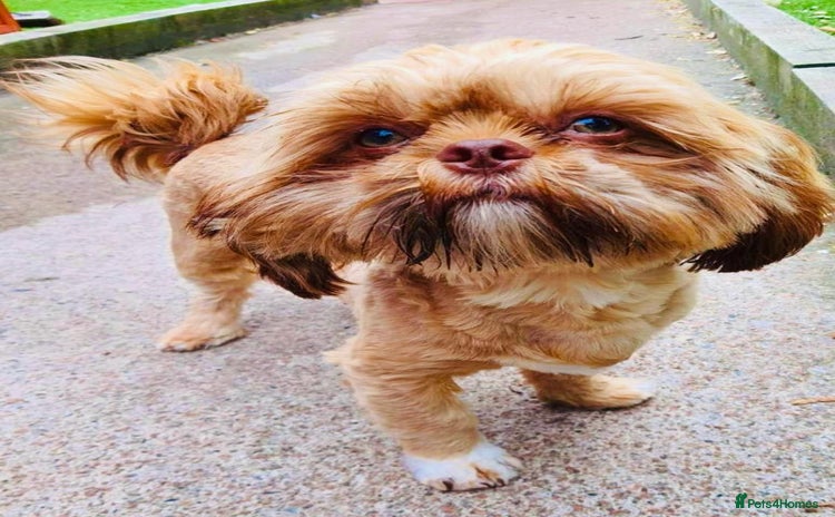 Shih Tzu dogs in Wirral - Advert 15