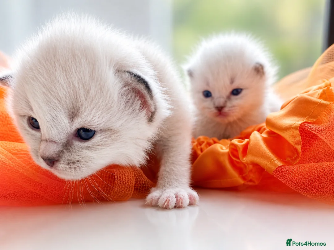 Ragdoll cats for sale: 🫶🏻Stunning Ragdoll Kittens–Ready to Reserve Now - Advert 2