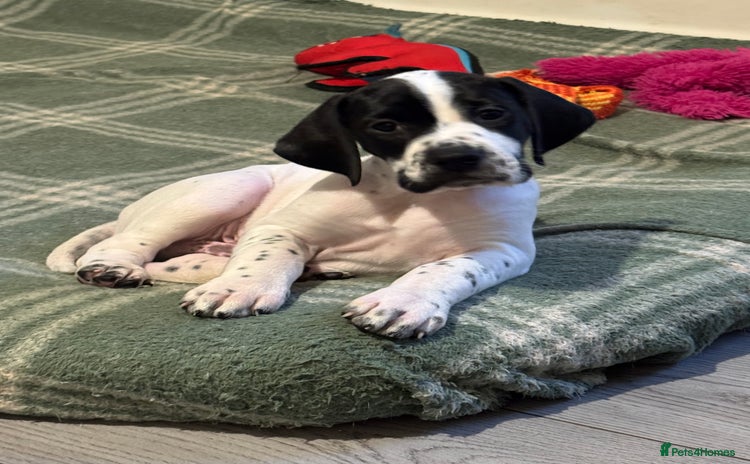 Pointer dogs - Advert 1