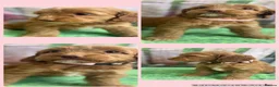 Cockapoo dogs for sale: Exceptional F1 Cockapoo puppies  - Advert 6