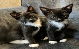 Mixed Breed cats for sale: Girl kittens for good homes only - Image 5