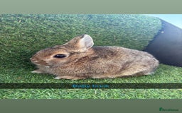 Netherland Dwarf rabbits for sale: Pure Netherland dwarfs  - Image 12