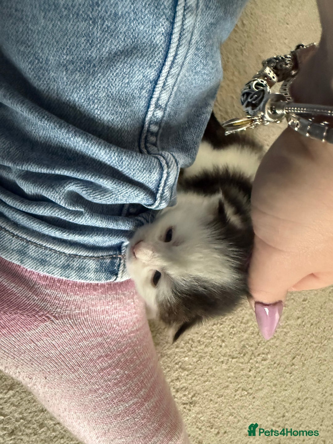 Mixed Breed cats for sale: Half Maine coon kittens.  - Advert 6