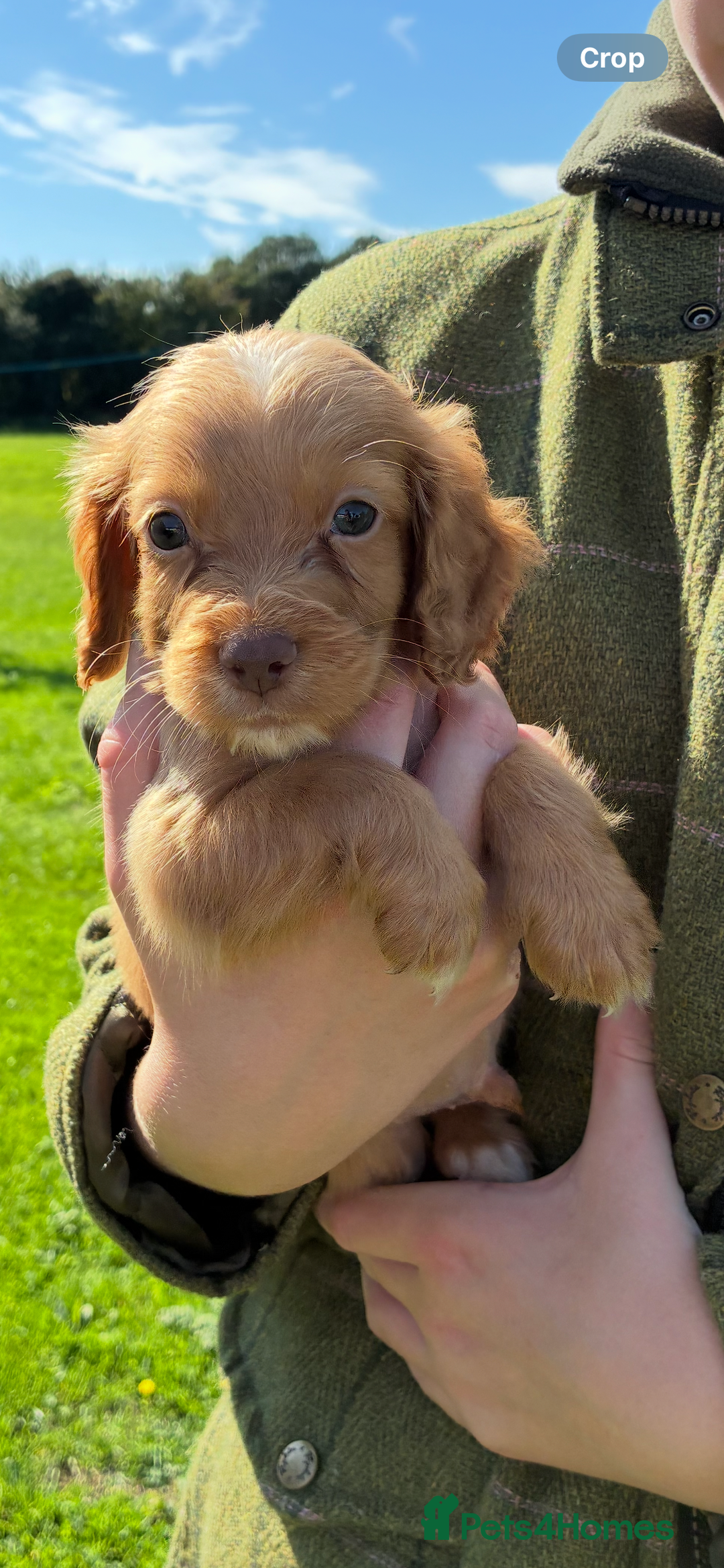 Cocker Spaniel dogs for sale: WORKING COCKER SPANIELS - Image 6