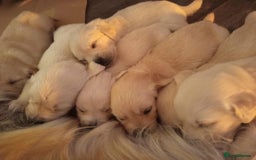 Golden Retriever dogs for sale: Golden Retriever Puppies - Mum & Dad family pets - Image 20