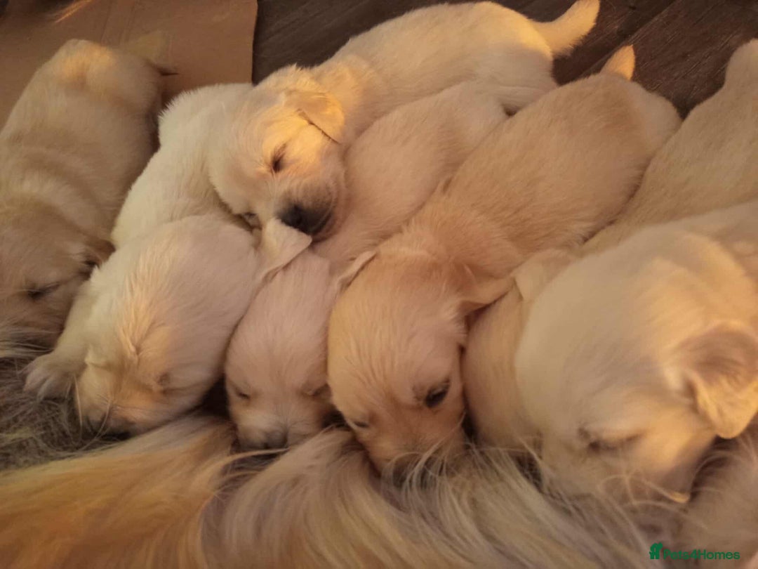Golden Retriever dogs for sale: Golden Retriever Puppies - Mum & Dad family pets - Image 20