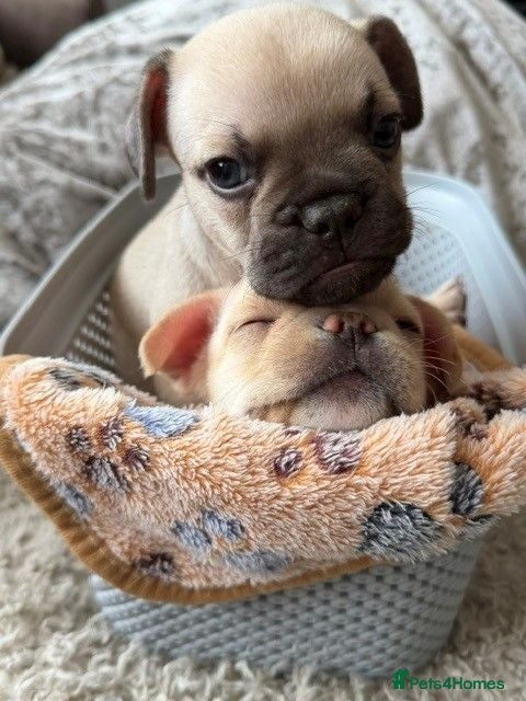 French Bulldog dogs Beautiful KC Reg Frenchie pups | Fluffy & Pink TBC - Advert 18