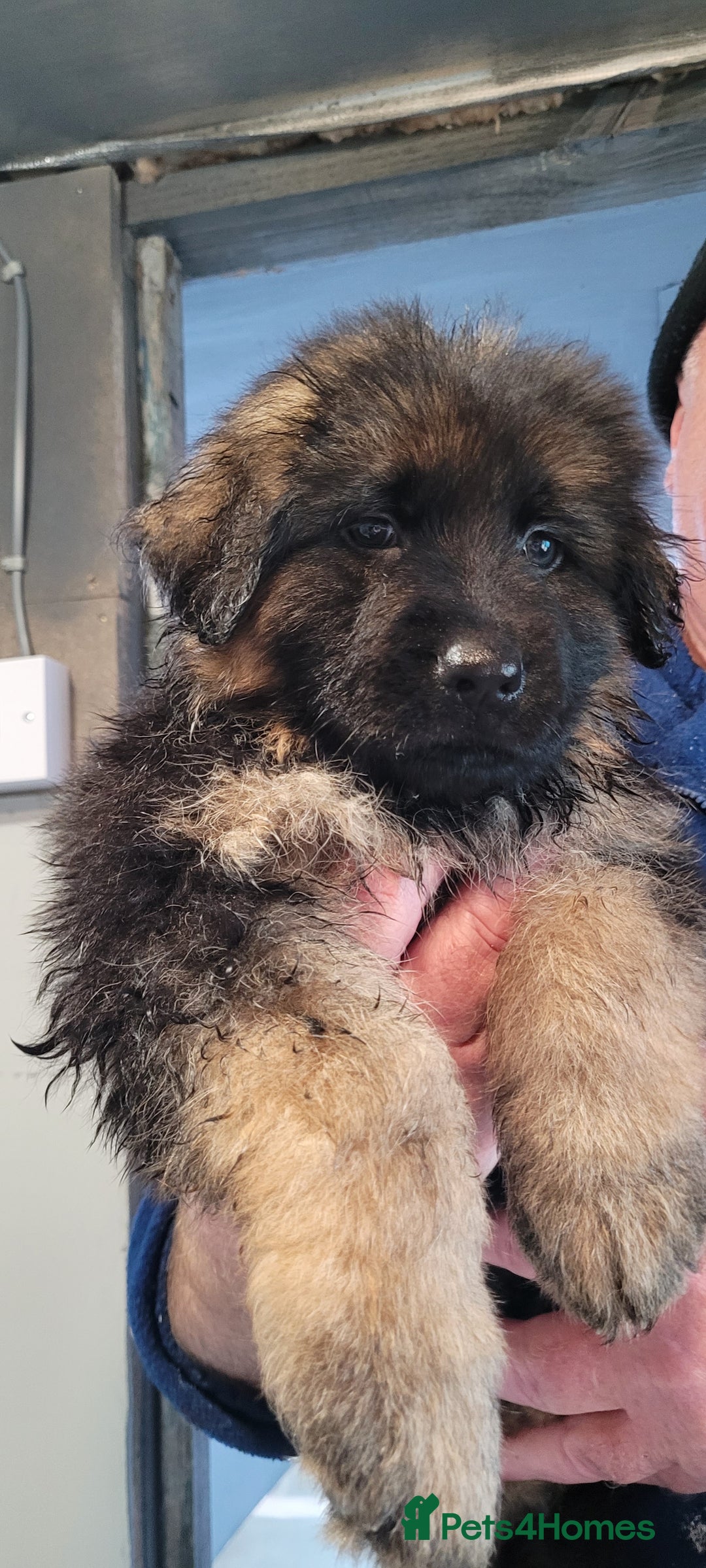 German Shepherd dogs for sale: German Shepherd puppies - Advert 8