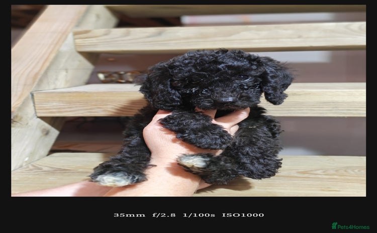 Bordoodle dogs - Advert 1