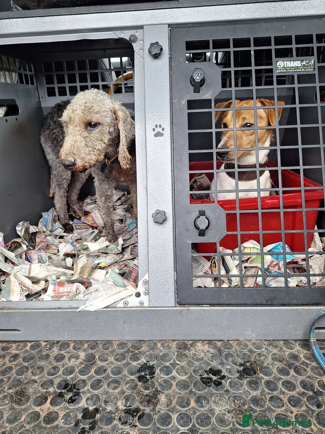 Mixed Breed dogs for sale: Beddy/jacks  in Girvan - Advert 40