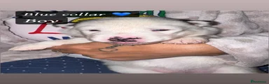 Siberian Husky Puppy 2
