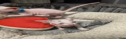 Cornish Rex cats for sale: Beautiful cornish rex kittens! - Advert 8