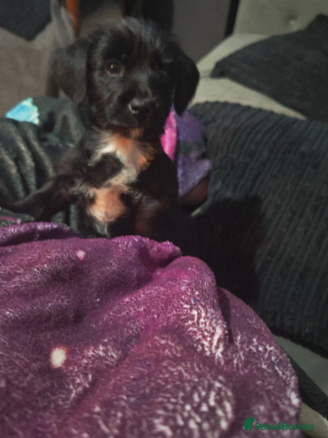 Mixed Breed dogs for sale: Dachshund cross Yorkshire terrier  - Advert 4