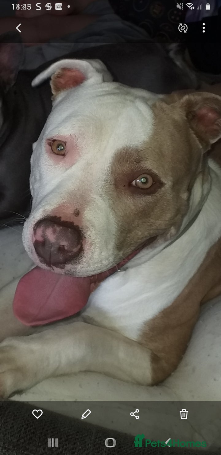 American Bull Staffy dogs Beautiful Amstaff puppys For Sale - Advert 4