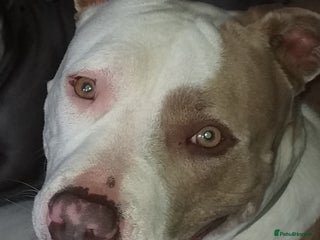 American Bull Staffy dogs Beautiful Amstaff puppys For Sale - Advert 5