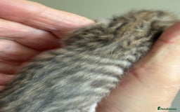 Bengal cats for sale: Bengal kittens  - Image 5