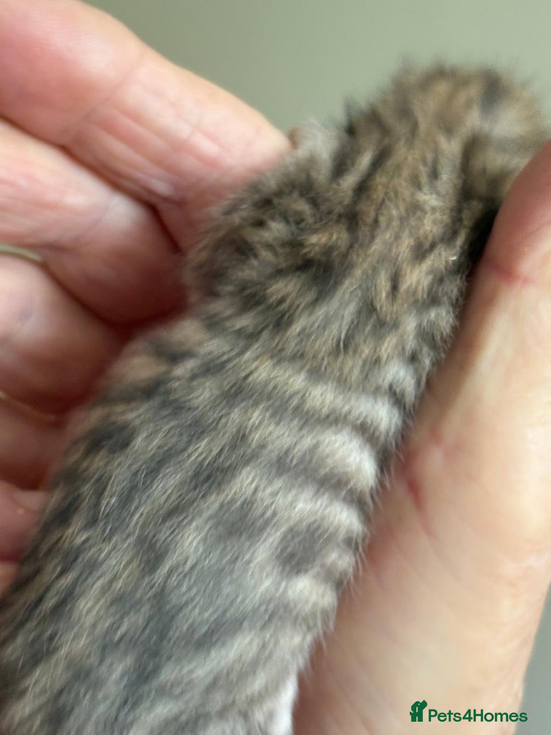 Bengal cats for sale: Bengal kittens  - Image 5