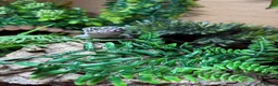 Leopard Gecko reptiles for sale: Mack snow leopard gecko  - Advert 3