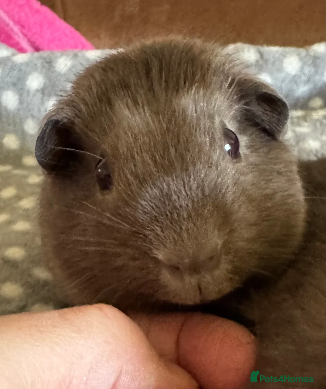 Guinea Pig rodents for sale: Slate baby Guinea pig boars  - Advert 2