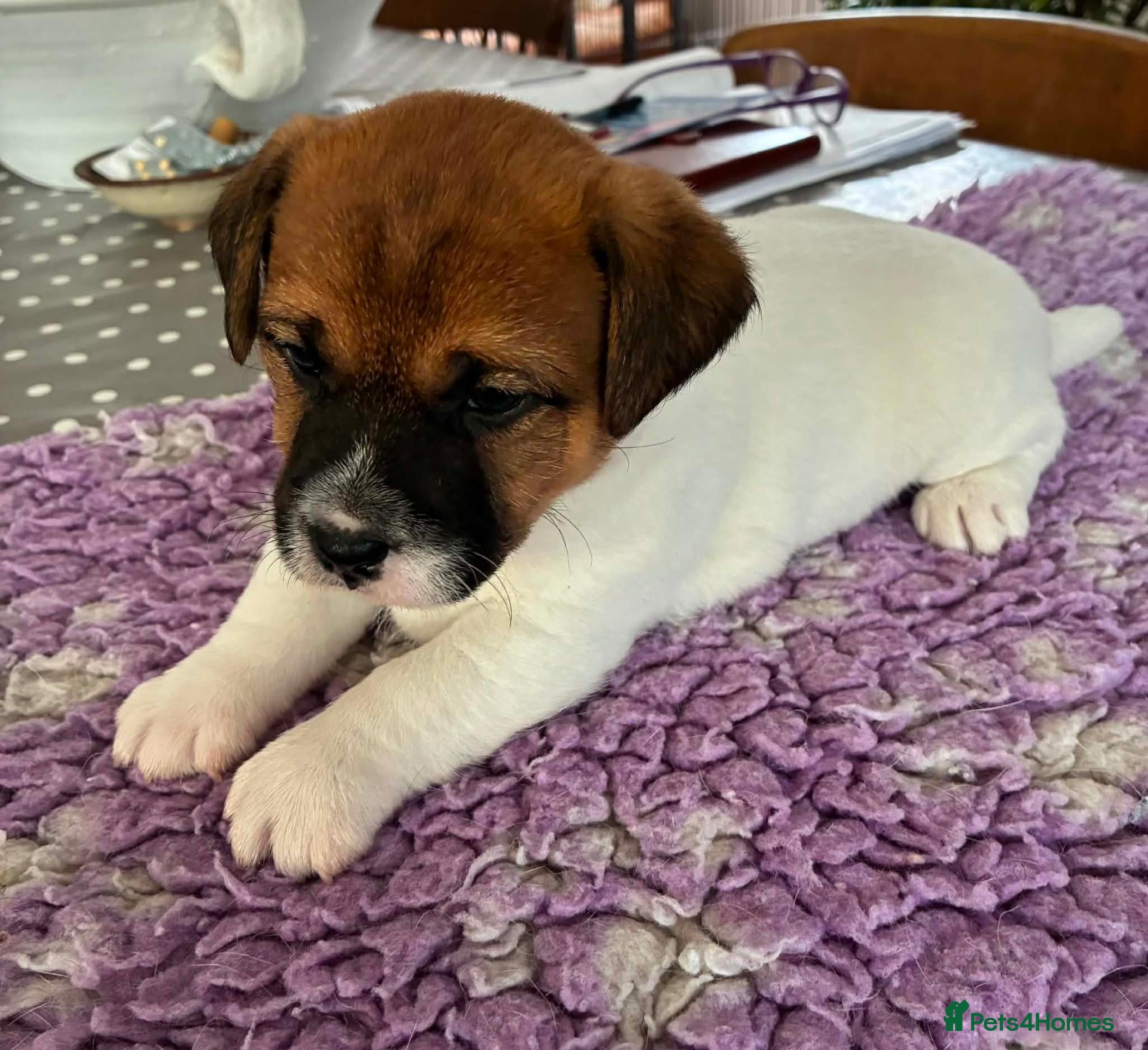 Jack Russell dogs Gorgeous litter of K.C.Registered Jack Russell's - Advert 2