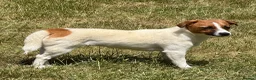 Jack Russell dogs for adoption: BASMA – Jack Russell Terrier - Advert 3