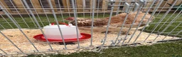 Chickens poultry for sale: 1x Faverolle Hen  in Derby - Advert 2