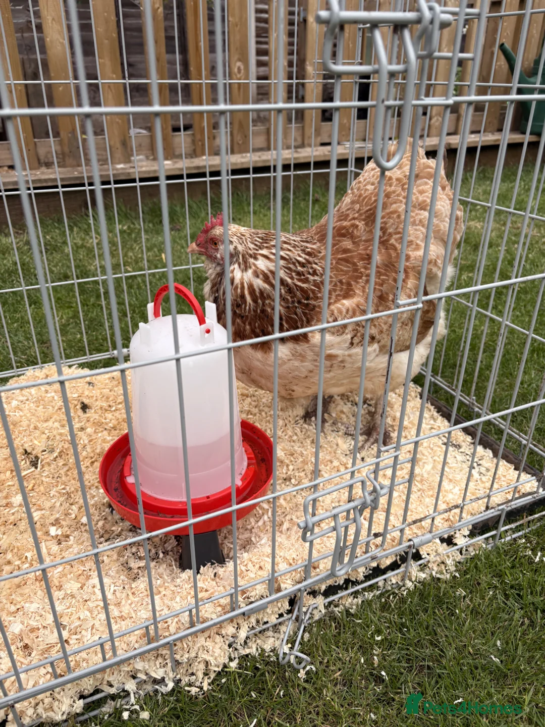 Chickens poultry for sale: 1x Faverolle Hen  in Derby - Advert 2