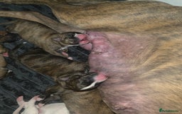 Mixed Breed dogs for sale: Pups ready around the 19th December  - Image 11