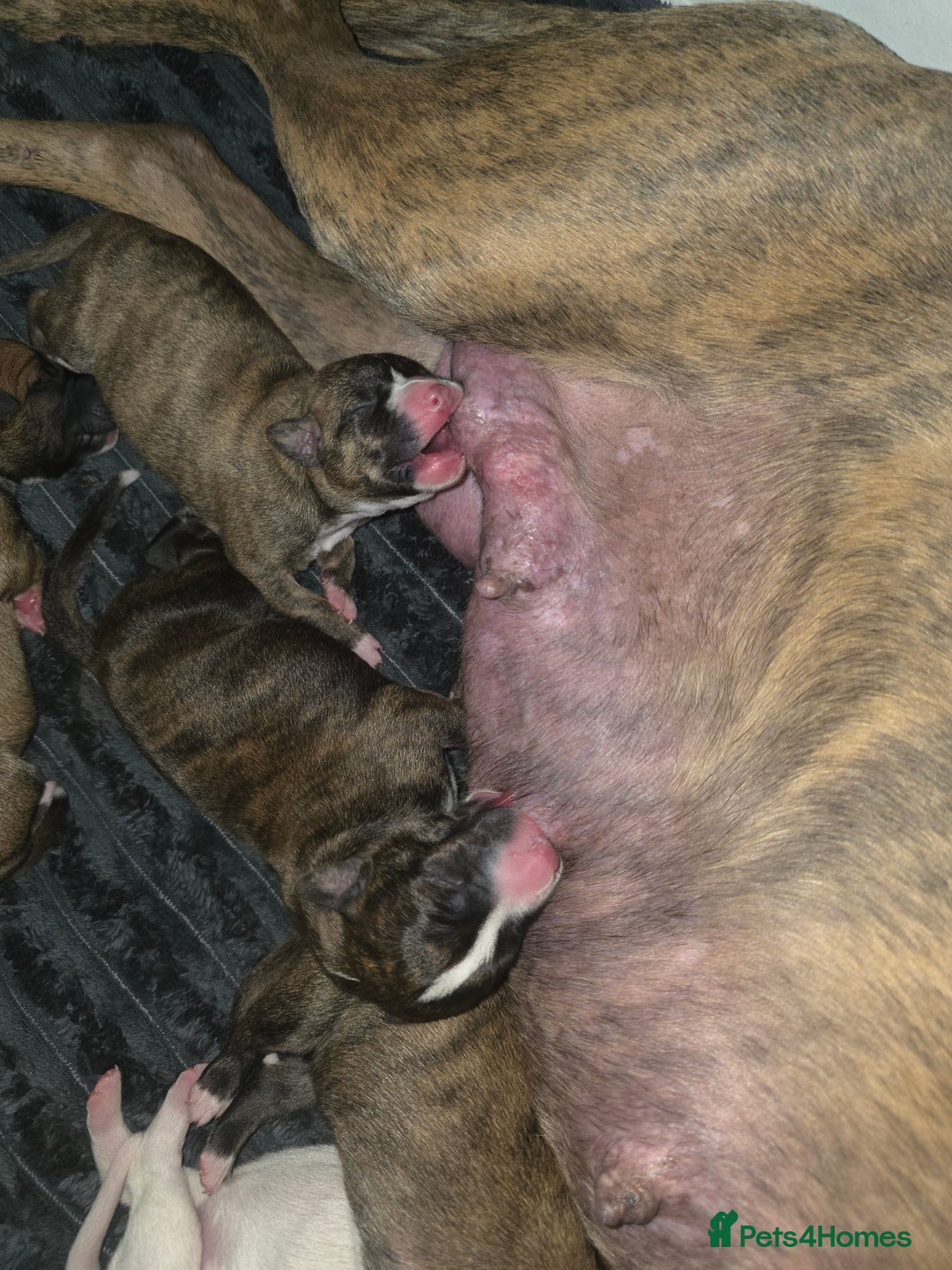 Mixed Breed dogs for sale: Pups ready around the 19th December  - Image 11