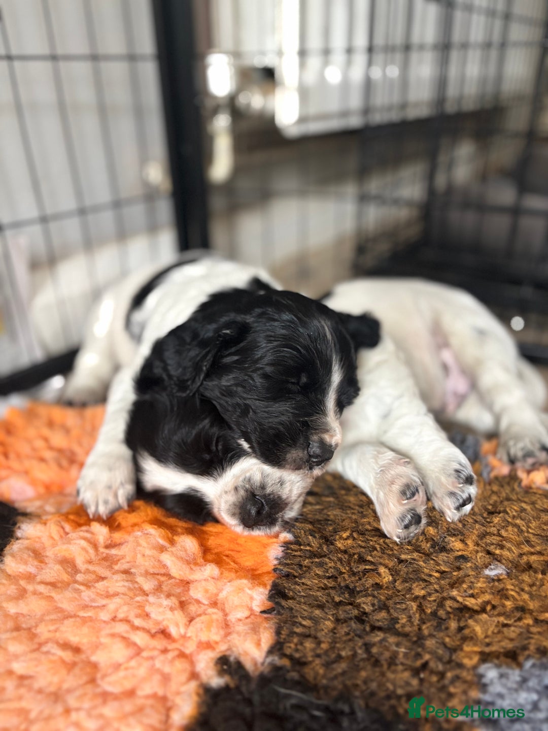 Sprocker dogs for sale: Sprocker Pups  - Image 13