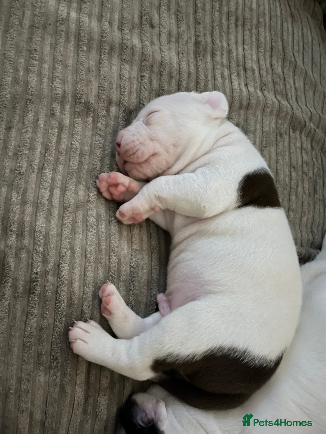 Mixed Breed dogs for sale: 2 beautiful American bully cross staffy puppies - Advert 3