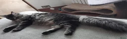 Maine Coon cats for sale: Maine coon black tabby, big size, registred - Advert 5