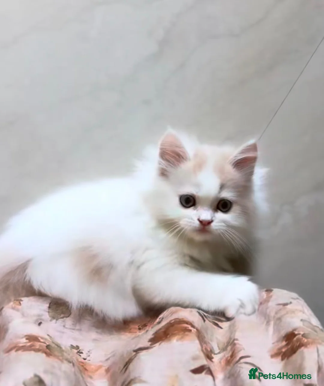 Mixed Breed cats for sale: Henri in London - Advert 2