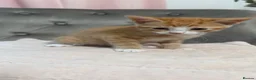 Domestic Shorthair cats for sale: Tortie cat, & and ginger  - Advert 1