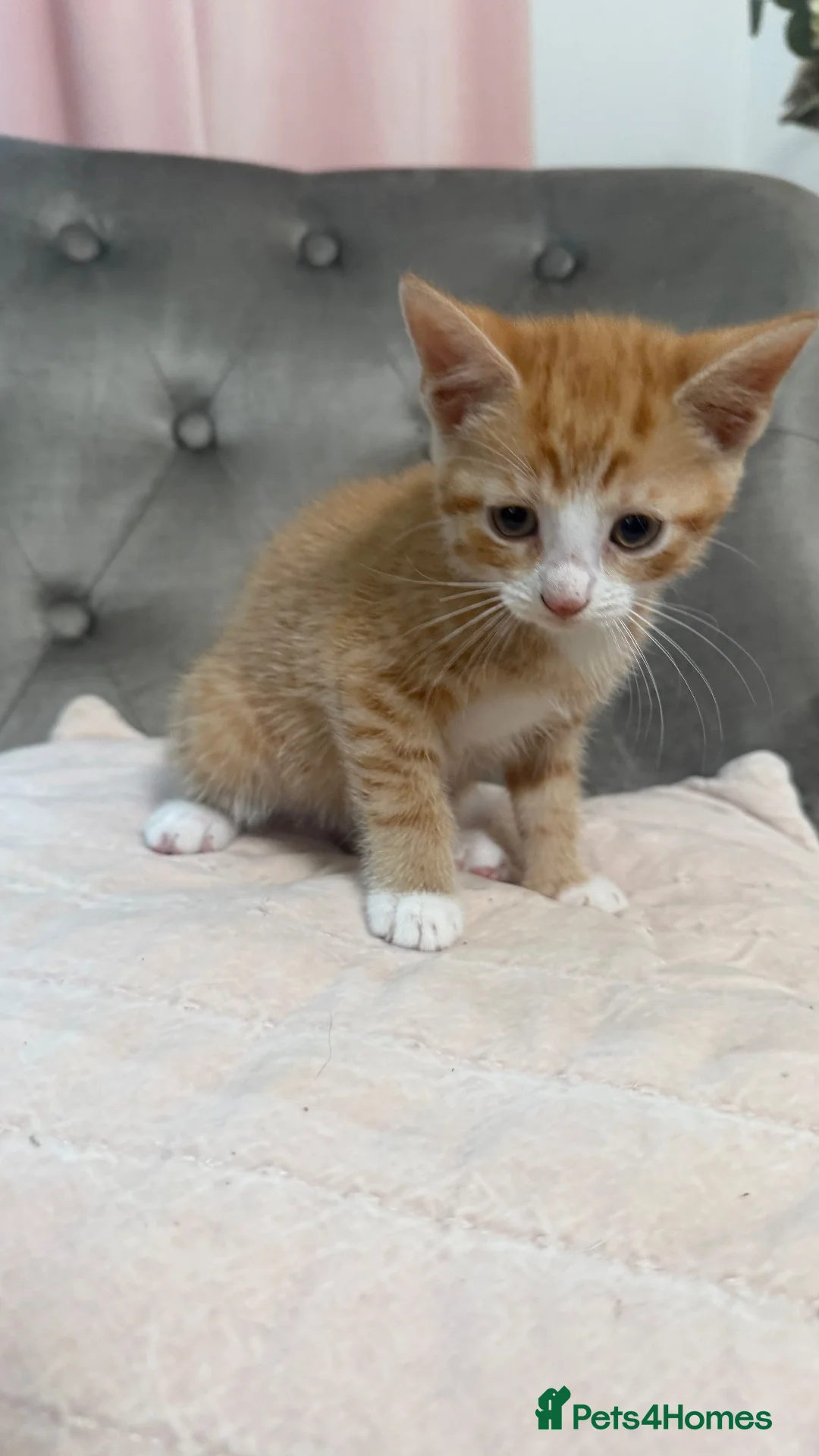 Domestic Shorthair cats for sale: Tortie cat, & and ginger  - Advert 1