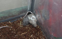 Mouse rodents for sale: Mixture of Fancy Mice For Sale  - Image 12