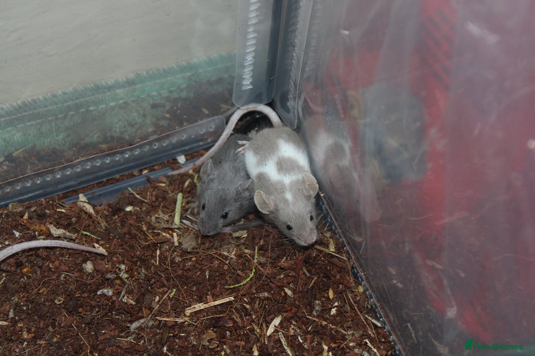 Mouse rodents for sale: Mixture of Fancy Mice For Sale  - Image 12