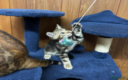Bengal cats for sale: ​​Bengal Mix - Boy Kitten. Ready 2 Go! - Image 13