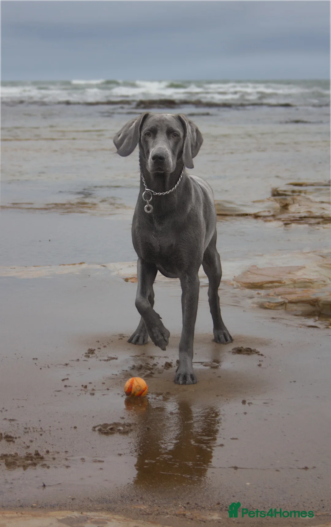 Weimaraner dogs for stud: No Cost 1 Year Old Blue Weimaraner For Stud - Advert 4
