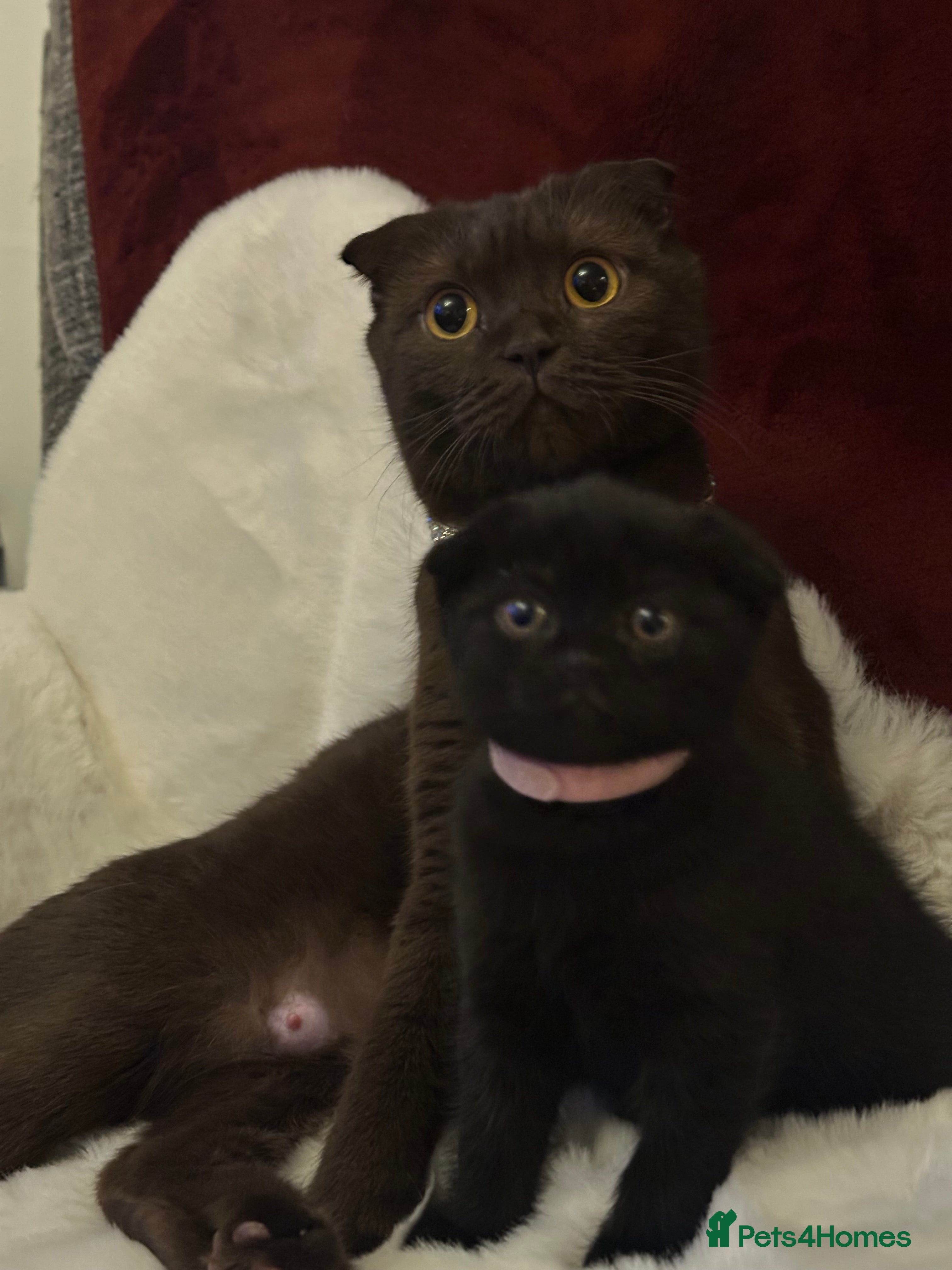 Scottish Fold cats Last chocolate Queen available, weaned & ready ❤️  - Advert 18