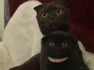 Scottish Fold cats Last rare choc baby available, weaned & ready ❤️ - Advert 6