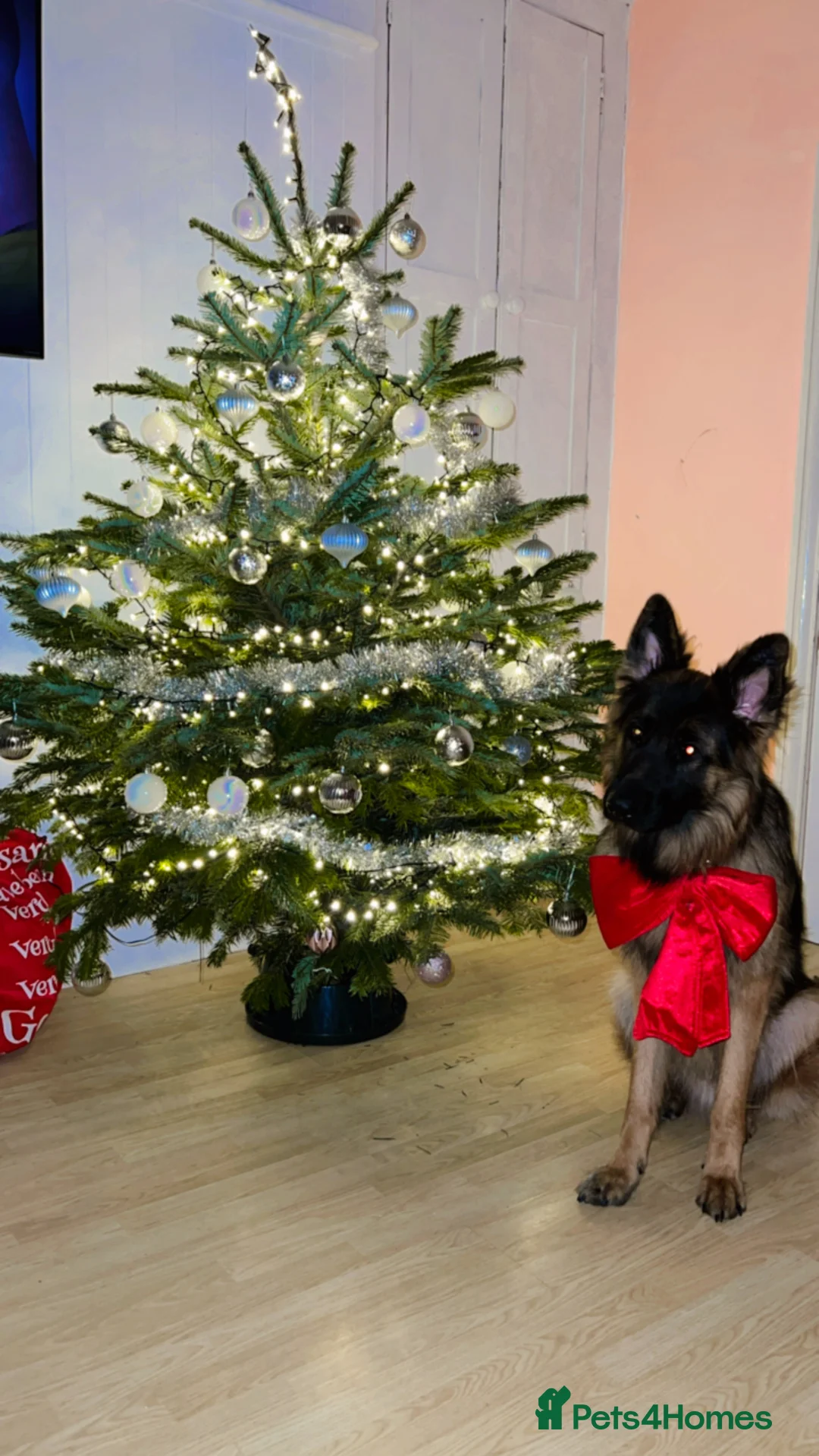 German Shepherd dogs for stud: German shepard for stud in Eastbourne - Advert 4