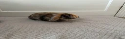 Mini Lop rabbits for sale: Cute Harley Quinn Mini Lop Baby Rabbit - Advert 5