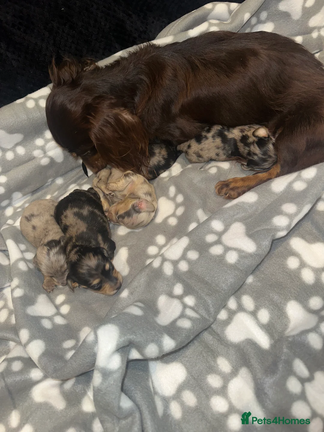Miniature Dachshund dogs for sale: Mini long hair dachshund  - Advert 1